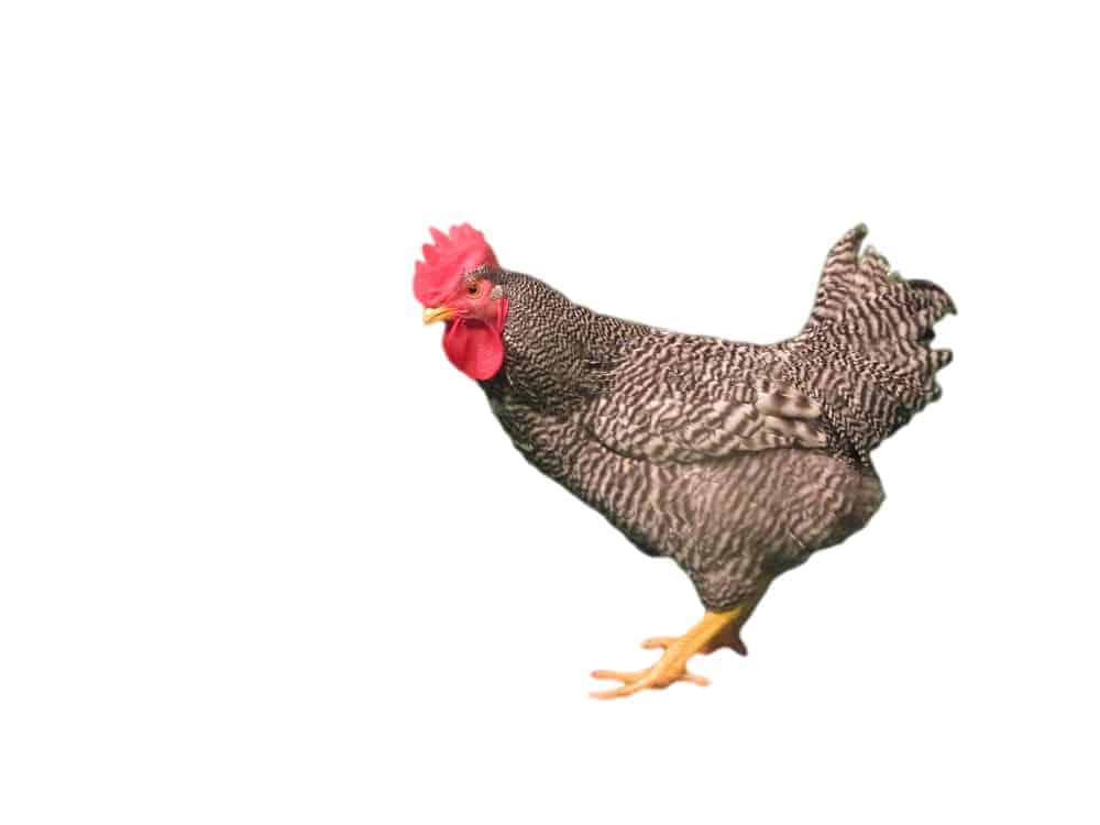 Barred Rock - Image 2