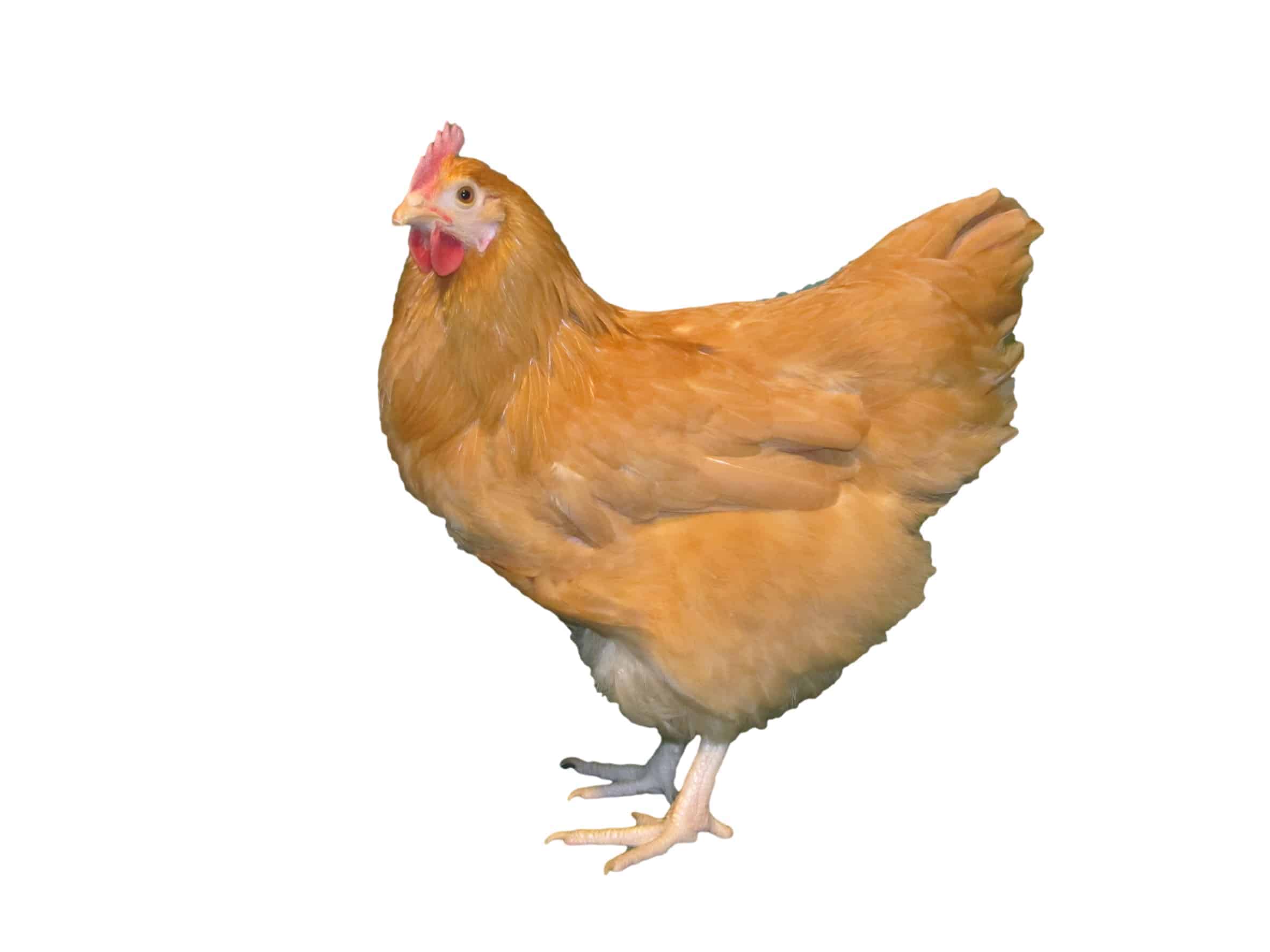 Buff Orpington - Image 2