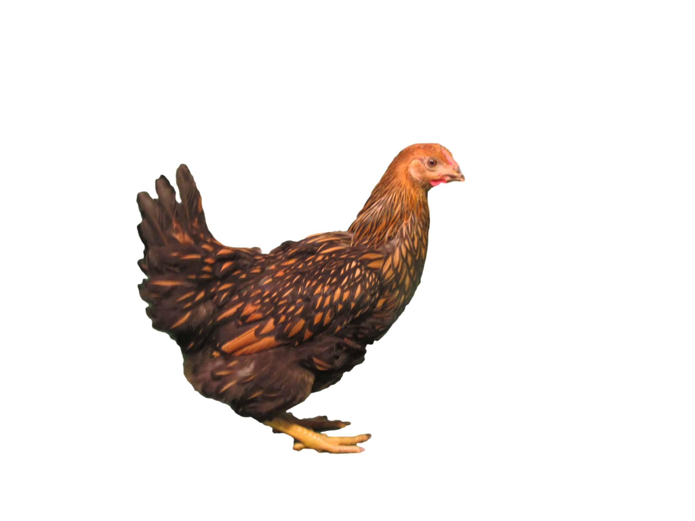 Golden Laced Wyandotte - Image 2