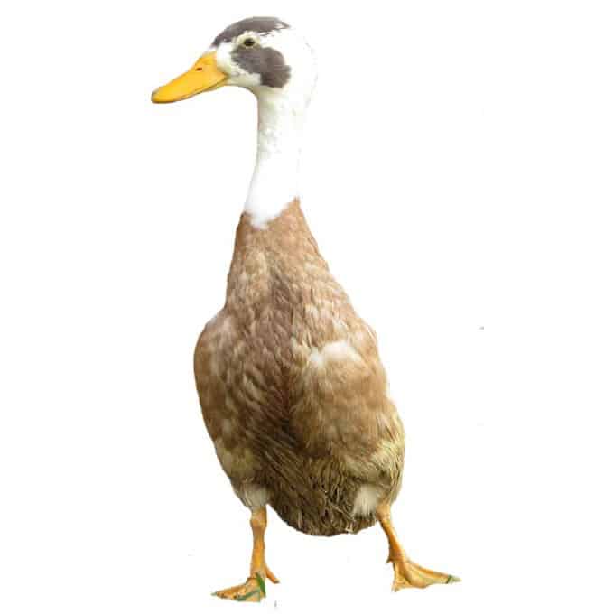 Indian Runner Ducks - Fawn & White
