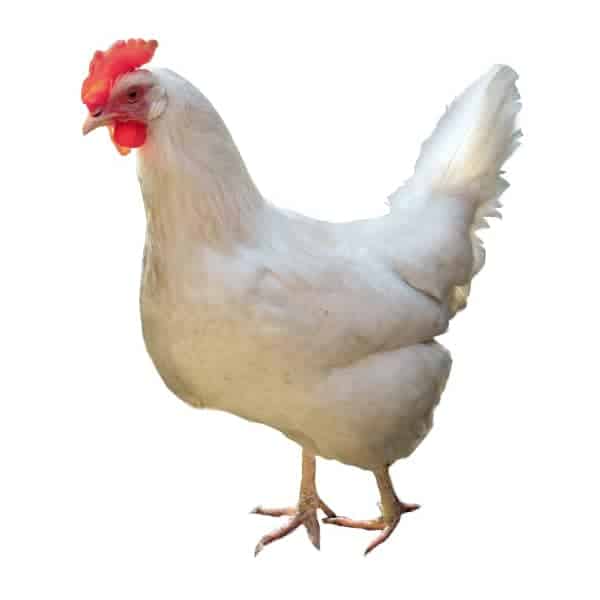 White Leghorn - Image 2