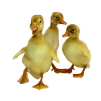 Indian Runner Ducks - Fawn & White - Image 2