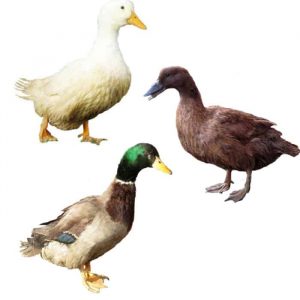 Assorted Ducks