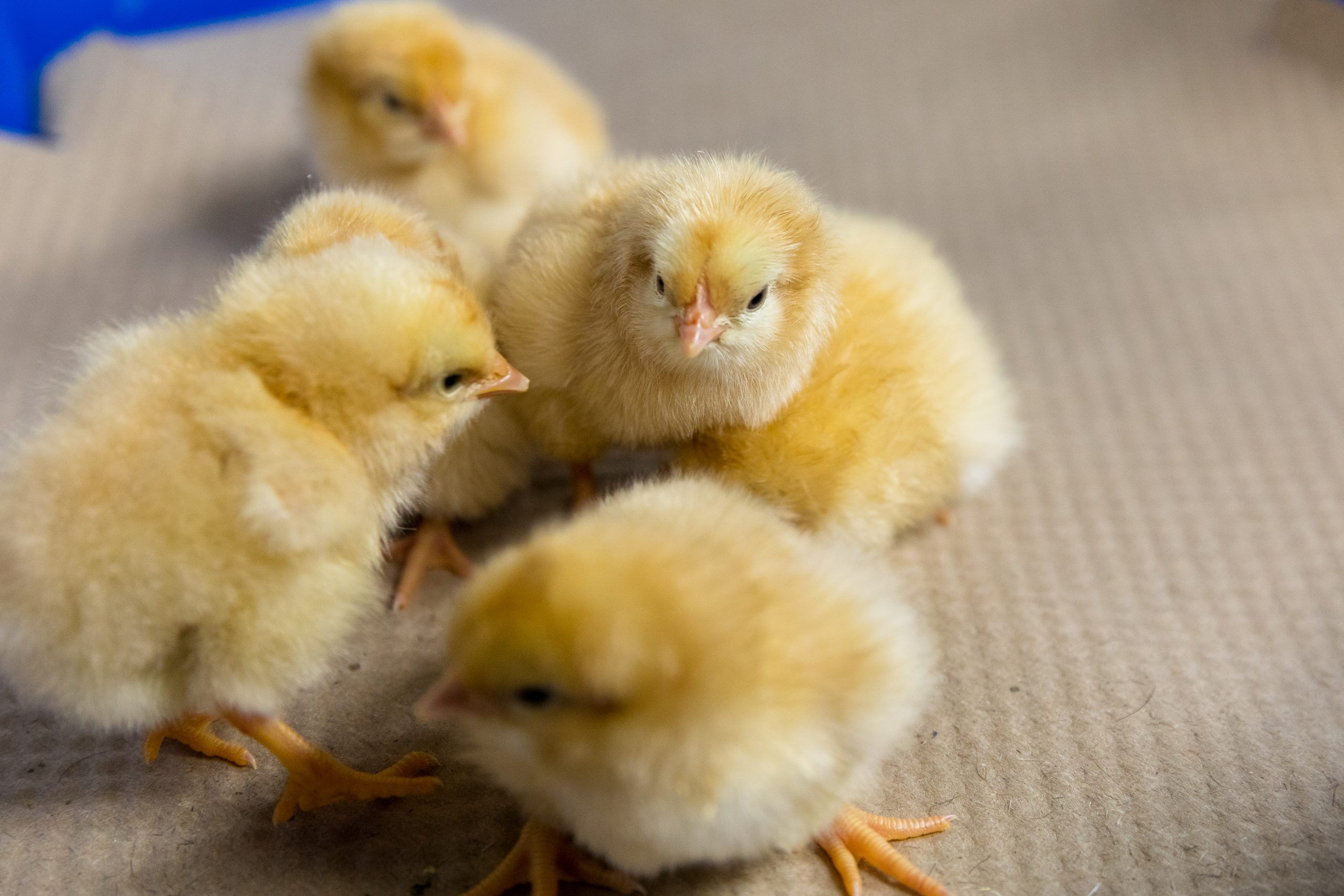 Buff Orpington - Image 3