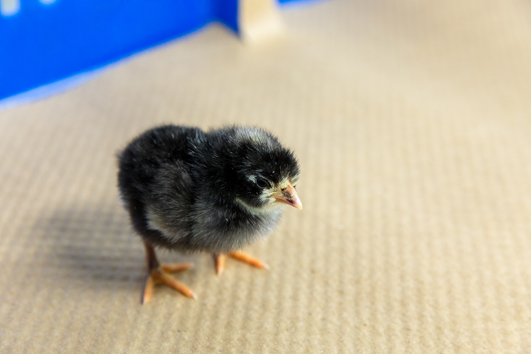 Barred Rock - Image 3
