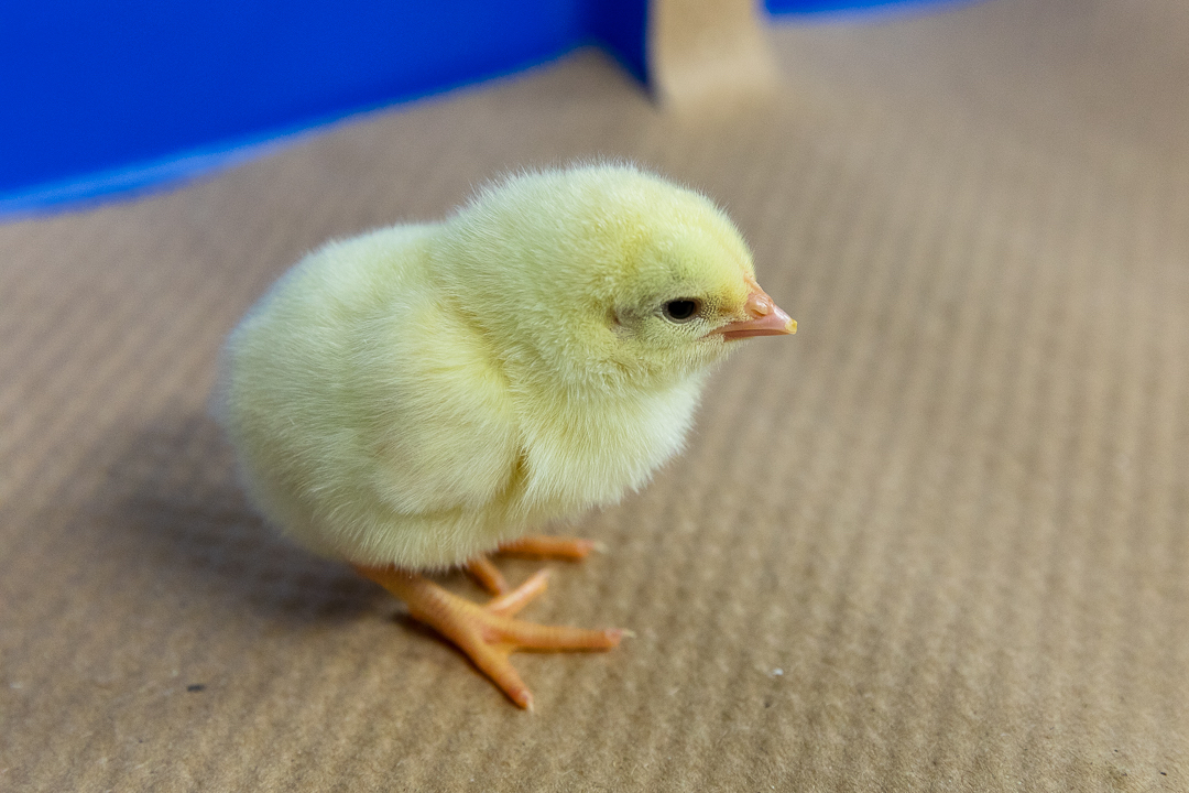 White Leghorn - Image 3