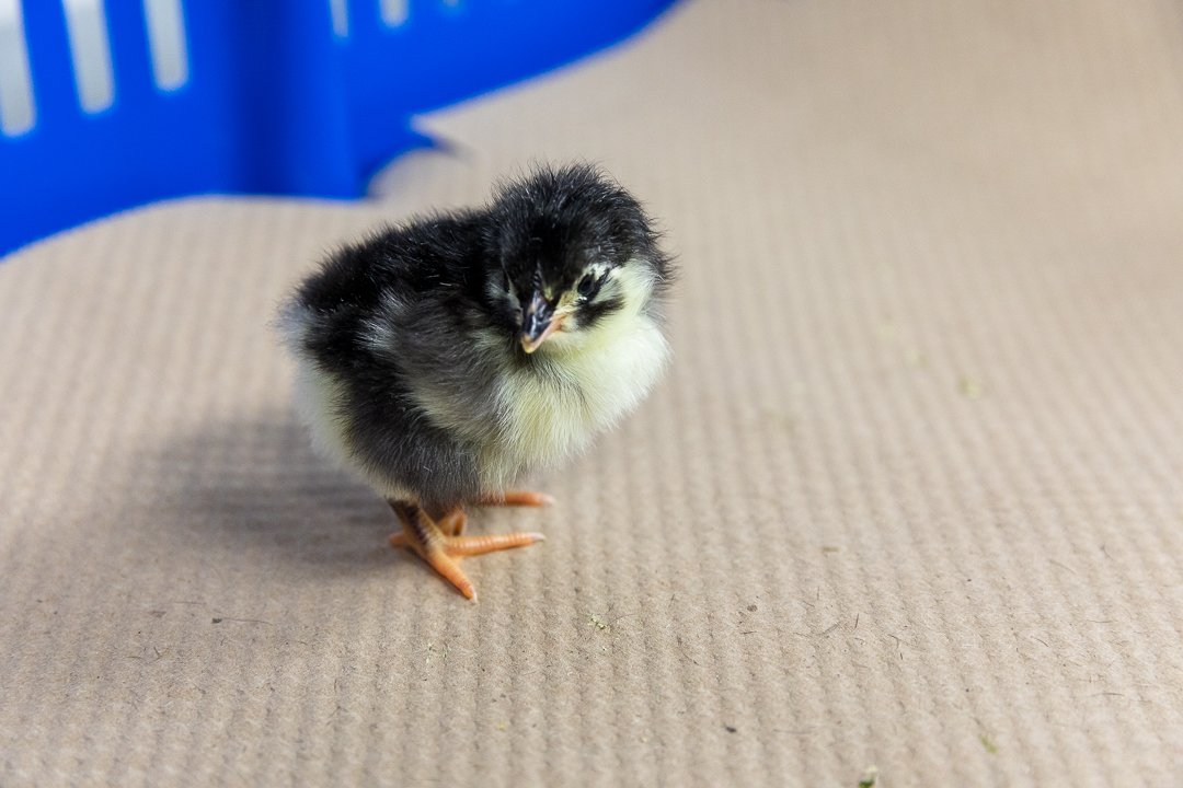 Black Australorp - Image 3