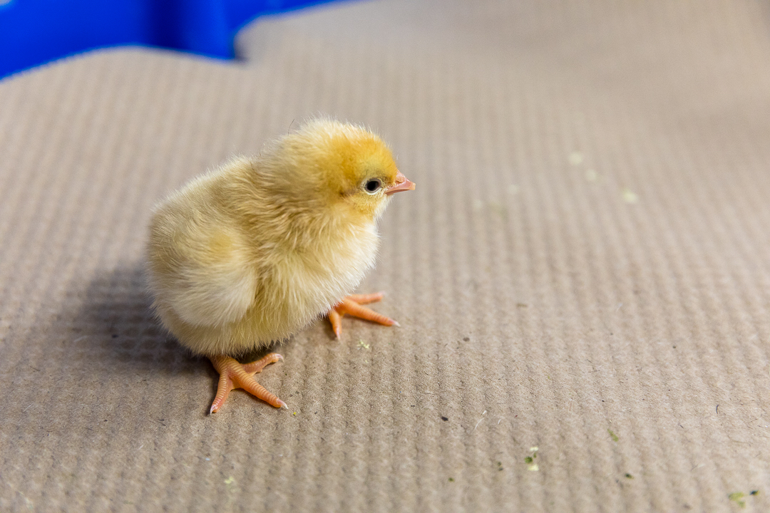 Buff Orpington - Image 5