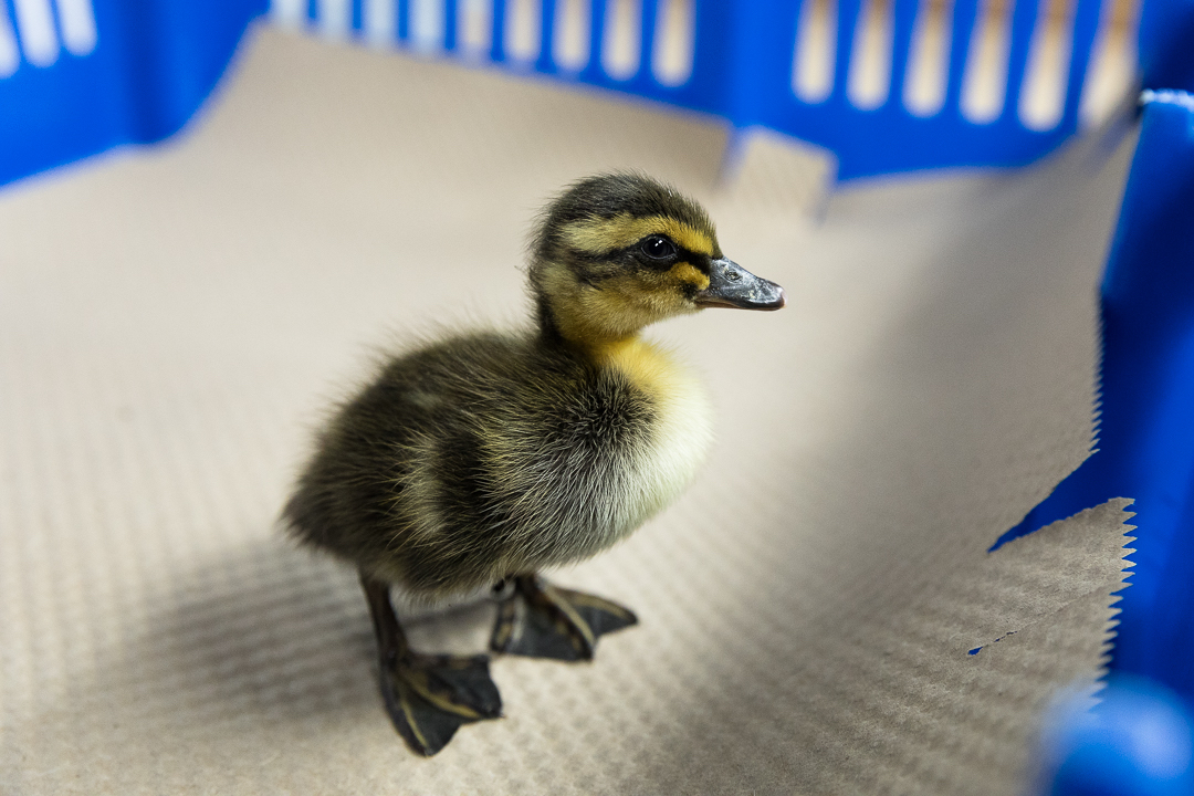Rouen Ducks - Image 2
