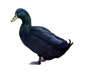 Cayuga Ducks