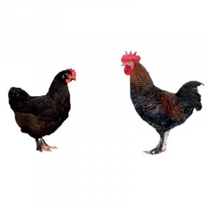 Mystic Marans