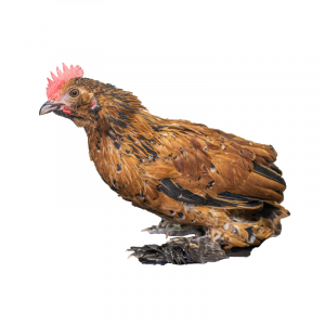 Mille Fleur D'Uccle Bantams