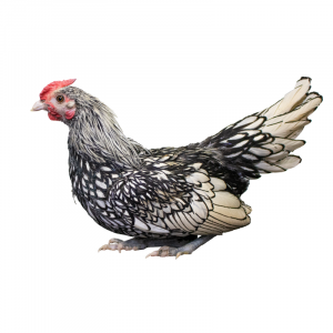 Silver Sebright Bantams