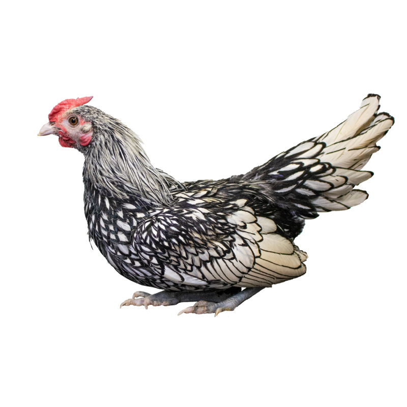 Silver Sebright Bantams