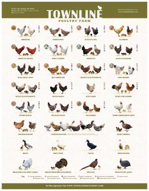 2026 Breed Poster