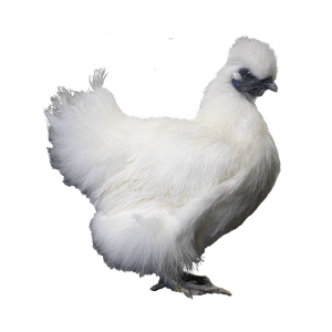 White Silkie Bantams