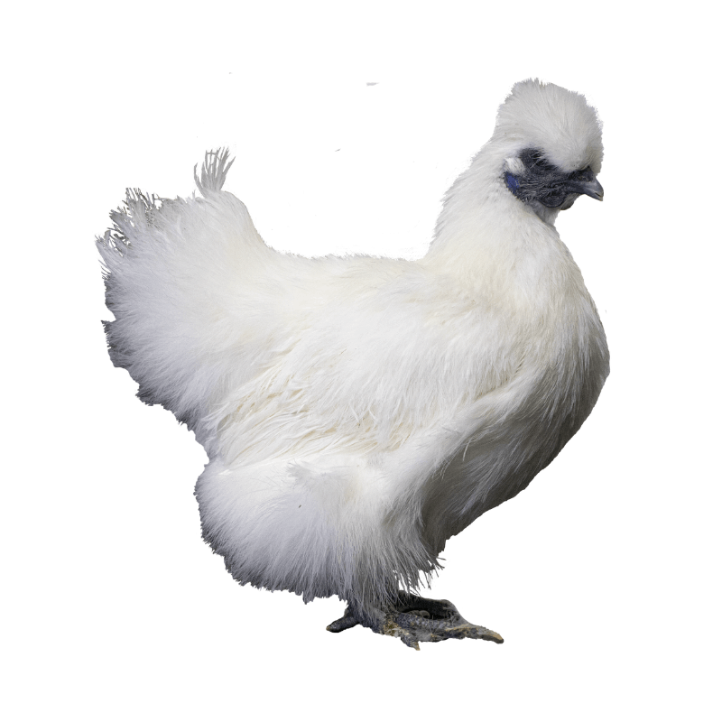 White Silkie Bantams