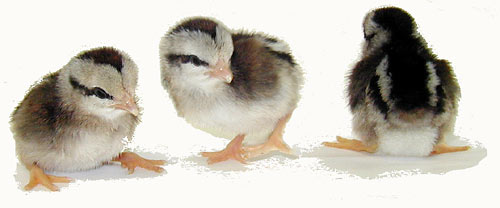 Silver Duckwing Old English Bantams - Image 2