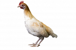 Red Pyle Old English Bantams