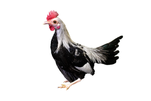 Silver Duckwing Old English Bantams