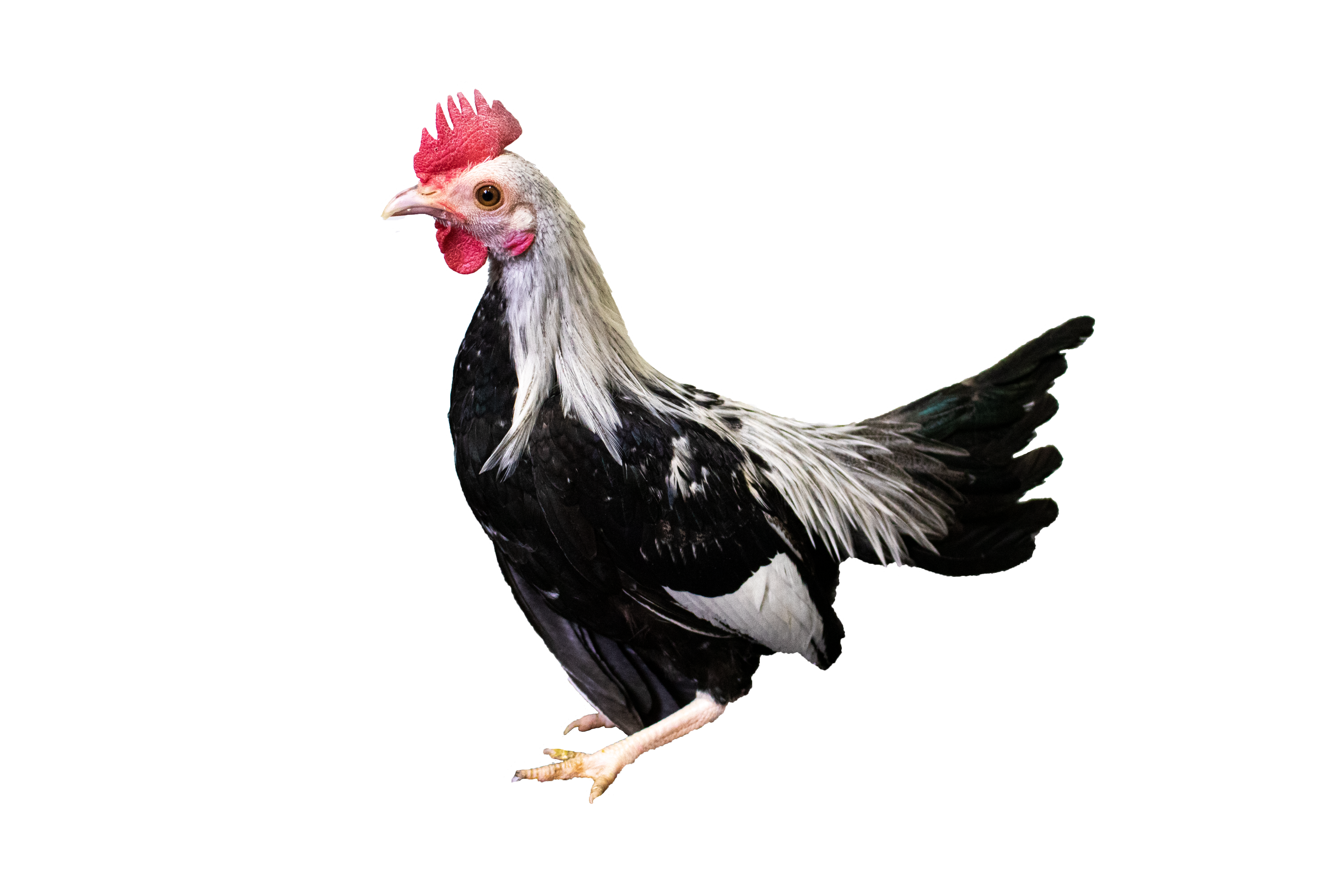 Silver Duckwing Old English Bantams