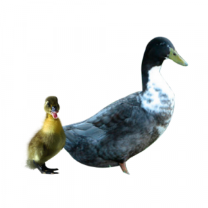 Blue Swedish Ducks